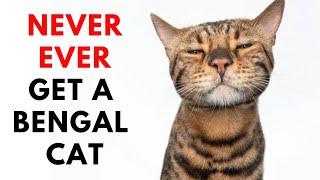 16 Reason Why You Not Adopt A Bengal Cat