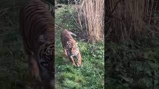 tiger at edinburgh zoo #edinburghzoo #tiger #beautifulnature #wildlife #zoo