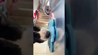 Funny Dog Drooling Over Lick Mat | Cole The English Springer Spaniel #shorts