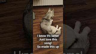 The Dramatic Drama Queen Husky #huskyindia #huskyworldwide #huskyworld #funnydogvideo #dogfunny