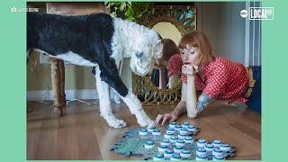 Meet Bunny the talking dog! Video shows how she communicates with buttons