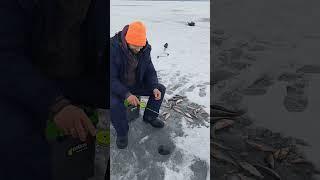 Фрагмент рыбалки на Чудском озере. Кодавере #саняшмель #рыбалка #fishing #чудскоеозеро #2025