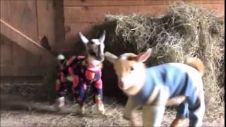 Goats in pajamas