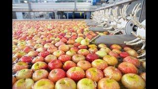 How to Processing Fruit in Factory ? Automatic Modern Fruit Processing Grading & Packing Macine