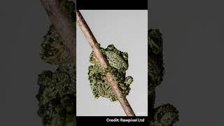 Vietnamese Mossy Frog | Species Fact Card