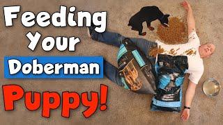 What to Feed a Doberman Puppy—and How to Do It RIGHT