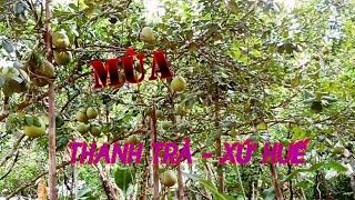 Mùa Thanh Trà - Xứ Huế # cuộc# sống# Huế# mai# vàng# vlog