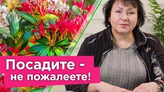 САМЫЙ КРАСИВЫЙ ЦВЕТОК ДЛЯ ТЕНИ! Посадите в саду и любуйтесь необычным цветением без лишних хлопот