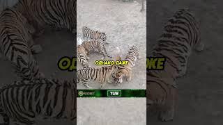Собака живёт с тиграми️ #аnimals #животные
