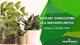 Rośliny doniczkowe dla niecierpliwych