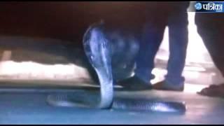 Amazing Video of King Cobra  | King Cobra on the road at Bhopal MP