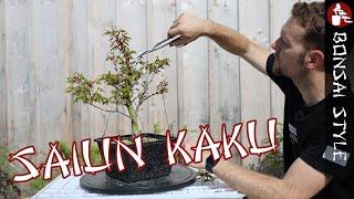 Saiun Kaku Ahorn auf dem Weg zum Bonsai - 1 Jahr Entwicklung | #095 Bonsai Style