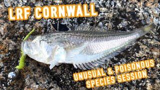 Poisonous Fish & Flatties! LRF Fishing in Cornwall