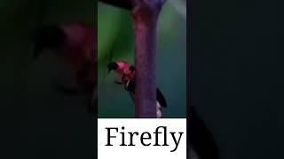 Jugnu/Firefly in Night