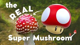 The Real Life Mushroom that Inspired Super Mario Bros: Fly Agaric