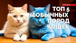 ТОП 5 самых удивительных и необычных пород кошек!