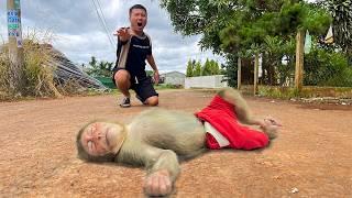 Cubis the Monkey is Missing, Dad is Worried and Looking for Him!