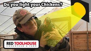 Should you add lights to your chicken coop to keep egg production up??