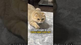 5 шокирующих вещей, которые кошки знают о вас.