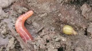 "Earthworms"  Physical adaptations for life underground  «University of Waikato»