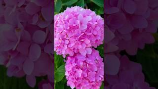 Endless Summer Hydrangeas In Fall #flowers #hydrangea#amazing#endlesssummer