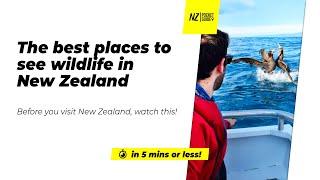 ️The best places to see wildlife in New Zealand  - NZPocketGuide.com