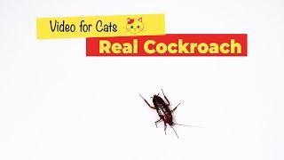 CAT GAMES - Cockroach Game for Cats (1 HOUR)