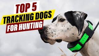 Best Dog Breeds for Tracking & Hunting: A Comprehensive Guide