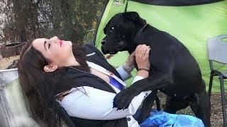 Забавные собаки и их владельцы. Funny dogs and their owners.