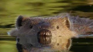 Beaver Lodge Construction Squad | Attenborough | BBC Earth