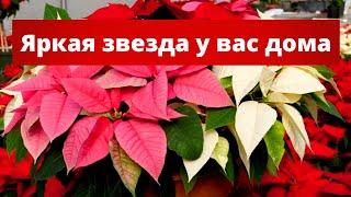 ПУАНСЕТТИЯ ЦВЕТЕТ НЕСКОНЧАЕМО ПРИ ТАКОЙ ПЕРЕСАДКЕ. НЮАНСЫ ВЫРАЩИВАНИЯ ЦВЕТКА РОЖДЕСТВЕНСКАЯ ЗВЕЗДА