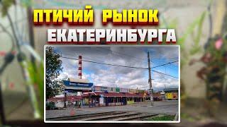 Птичий Рынок Екатеринбурга