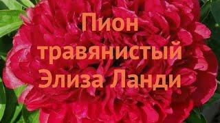 Пион молочноцветковый Элиза Ланди (eliza lundy)  обзор: как сажать, саженцы пиона Элиза Ланди