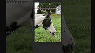 Easy Trick to Remove Fence in Photoshop #shorts #photoshop