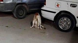 Broken and helpless, she dragged herself by her neck on the street, ignored by everyone passing by!