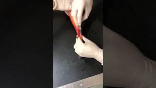 Blood sampling in fish