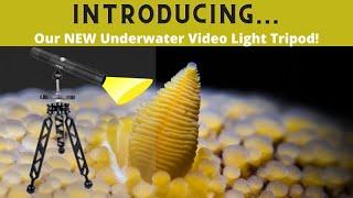 Introducing our NEW Underwater Video Light Tripod!