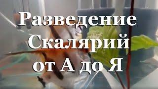 Разведение Скалярий от А до Я, выращивание малька: 90 дней за 30 минут с пояснениями и нюансами