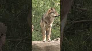 Curious wolves ️