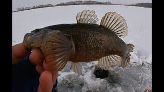 Ротан со льда. Ловя ротана на блесну и на мормышку. Зимняя рыбалка на ротана по первому льду.