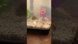 The triop family today #triops