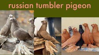 top quality russian tumbler pigeon