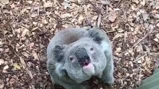 Silly Koala (Funny Animals)