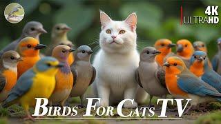 Cat TV for Cats   Birds and More  Relaxing Nature for You and your Pet 4 Hours 4K HDR