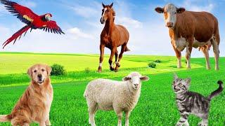 Cute Pets - Cow, Sheep, Dog, Parrot, Squirrel, Cat - Familiar Animals