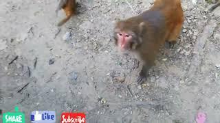 #how monkeys make peoples happy