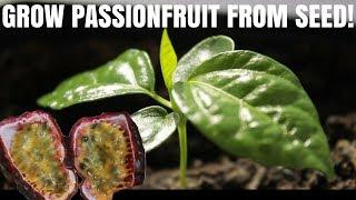 How to grow passion fruit from seed - DIY Video