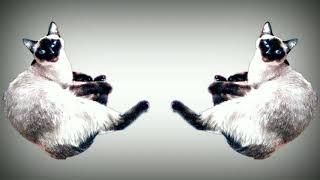 Cat Remix MV Cat-Klyaksa
