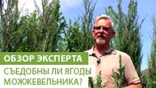 Съедобны ли ягоды можжевельника? использование плодов можжевельника в качестве лечебных целей.