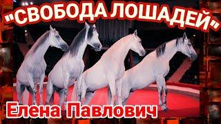 Цирковой номер "Свобода  лошадей " .Елена Павлович и терские лошади /Liberty horses.Elena Pavlovich